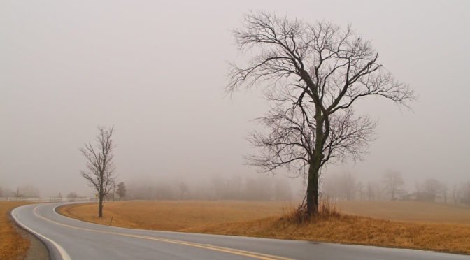 two lone trees, highway, fog