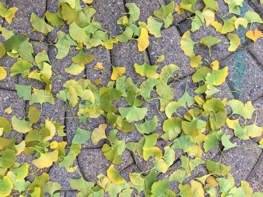 Photo of leaves on ground