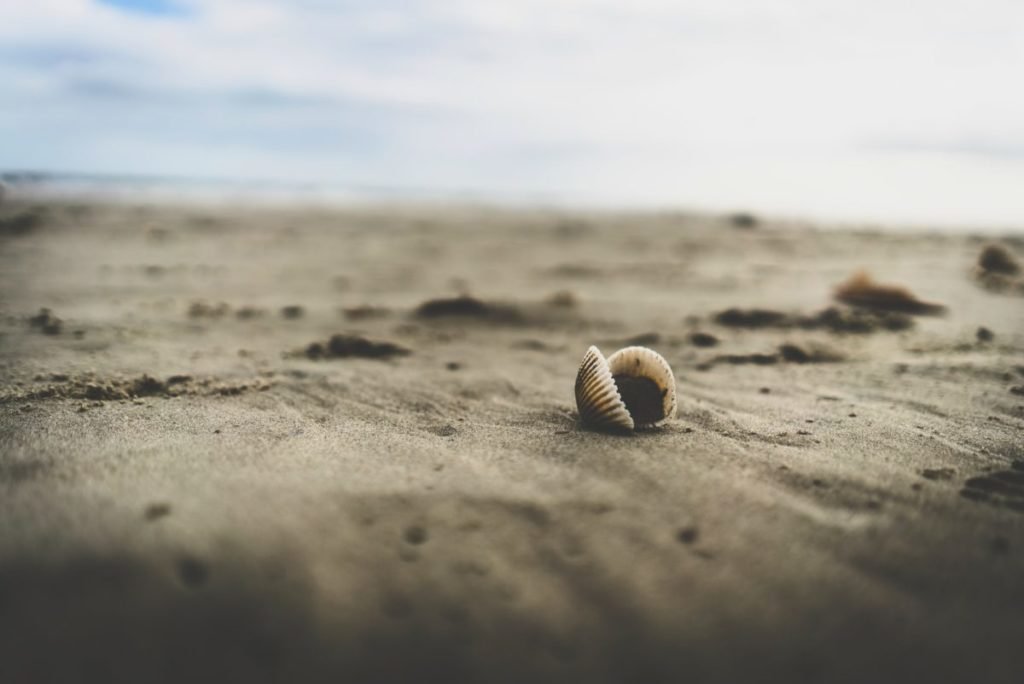 Photo of seashell on sand