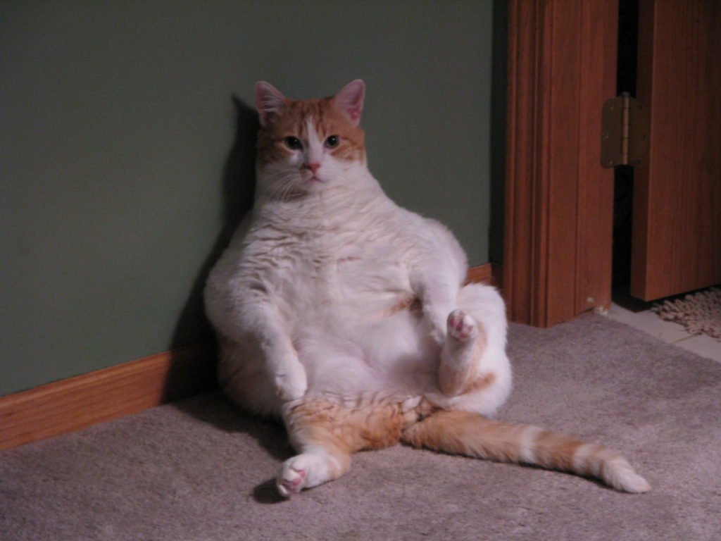 Picture of a fact cat sitting awkwardly