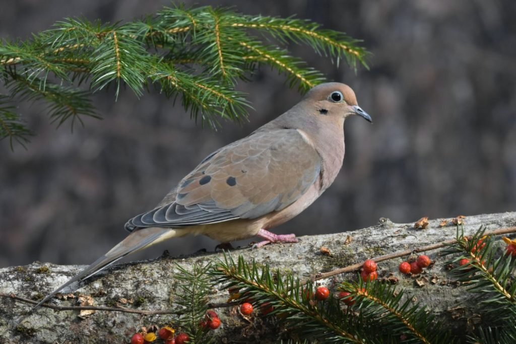 Photo of dove on branch