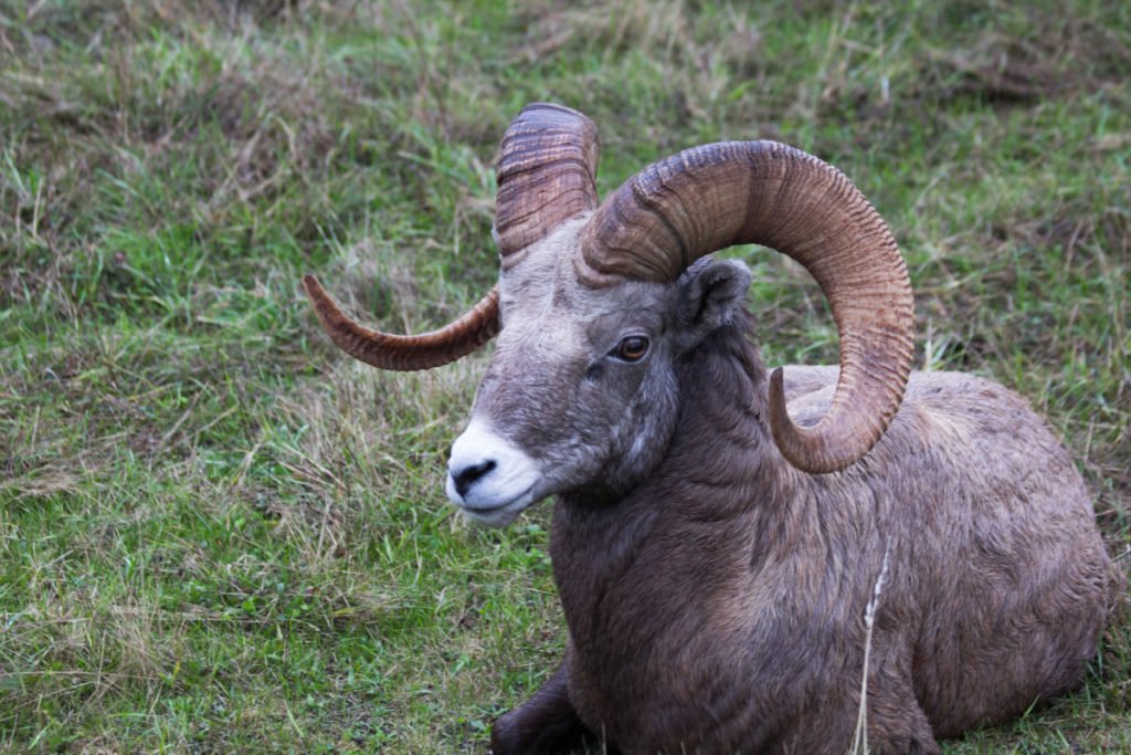 Photo of a ram with large horns