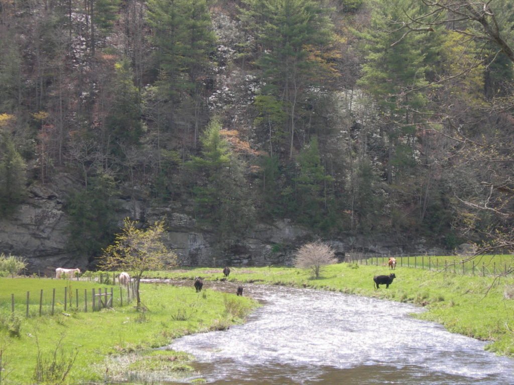 Photo of creek through field with cows