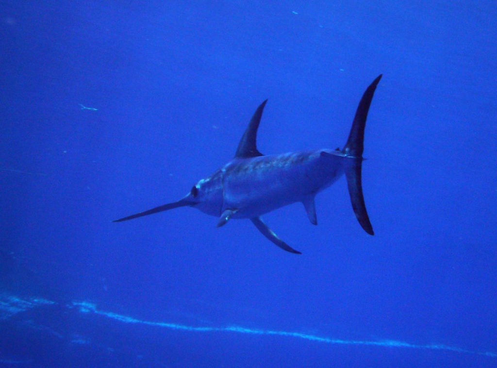Picture of swordfish underwater