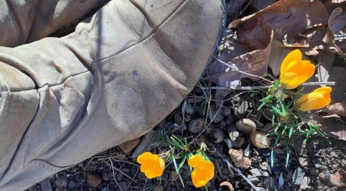 yellow crocuses and old boots