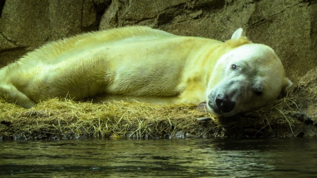 Photo of polar bear