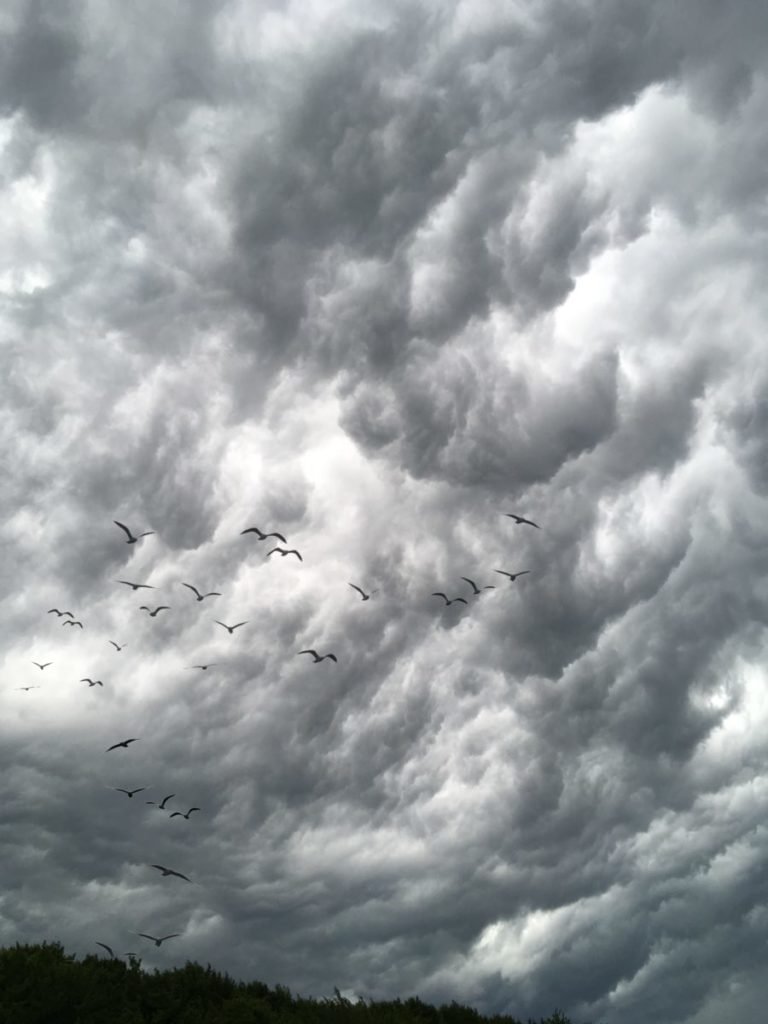 Black and white photo of birds against clouds
