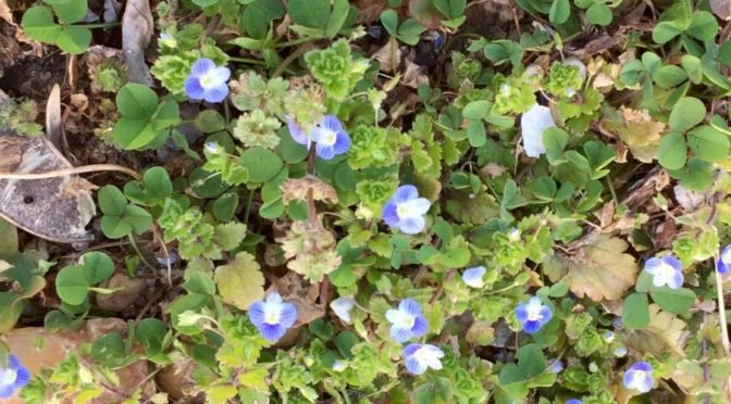 Photo of small blue/purple flowers