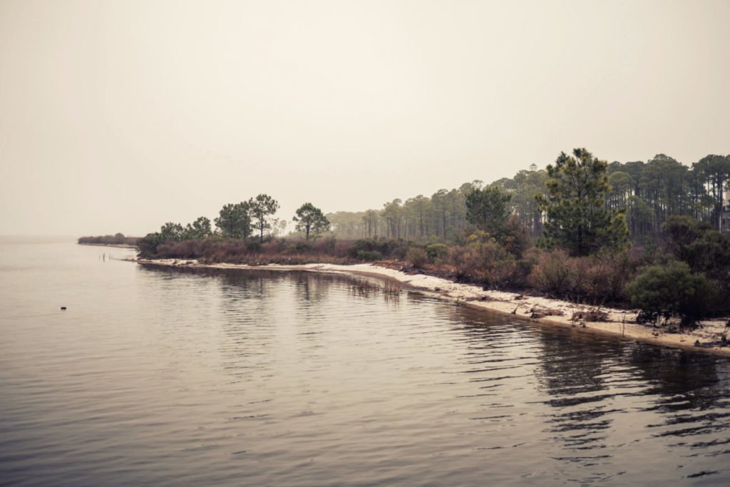Photo of coastline covered with trees