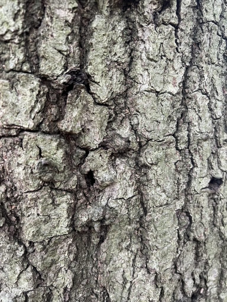 Close up photo of tree bark