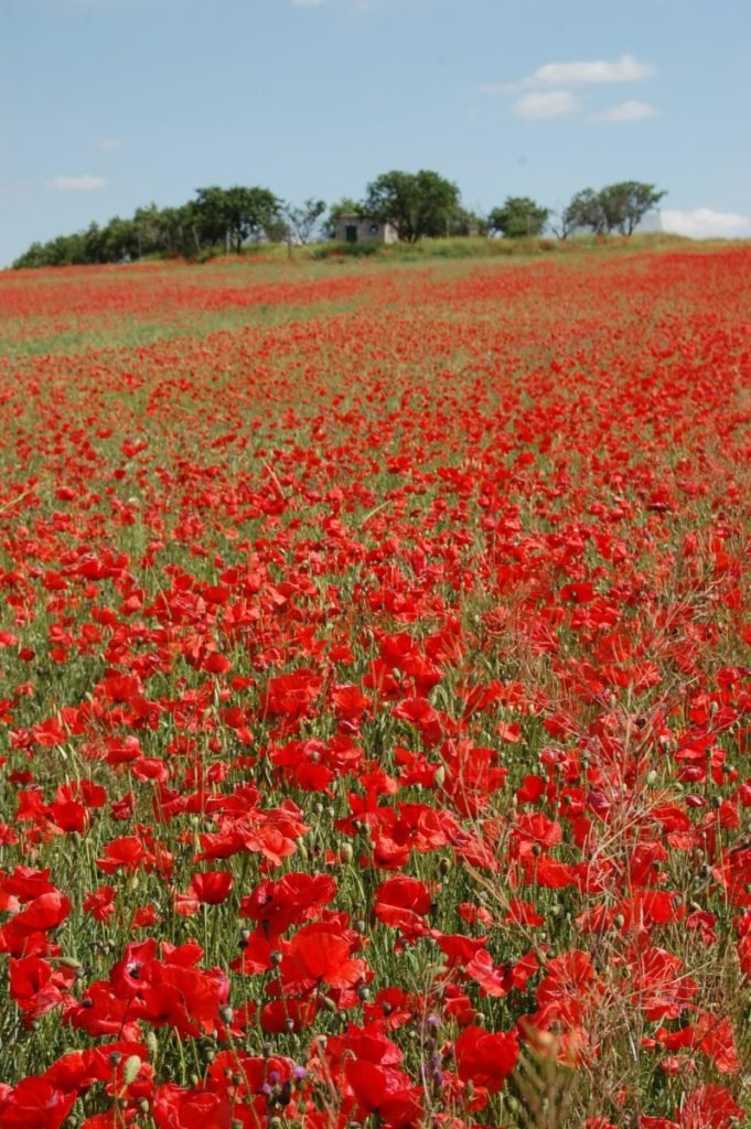Photo of field of poppies