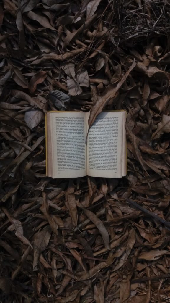Photo of open book on leaves