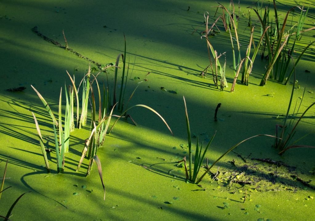 Photo of reeds sticking through green water