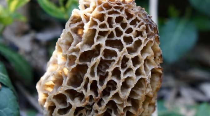 Photo of a morel mushroom
