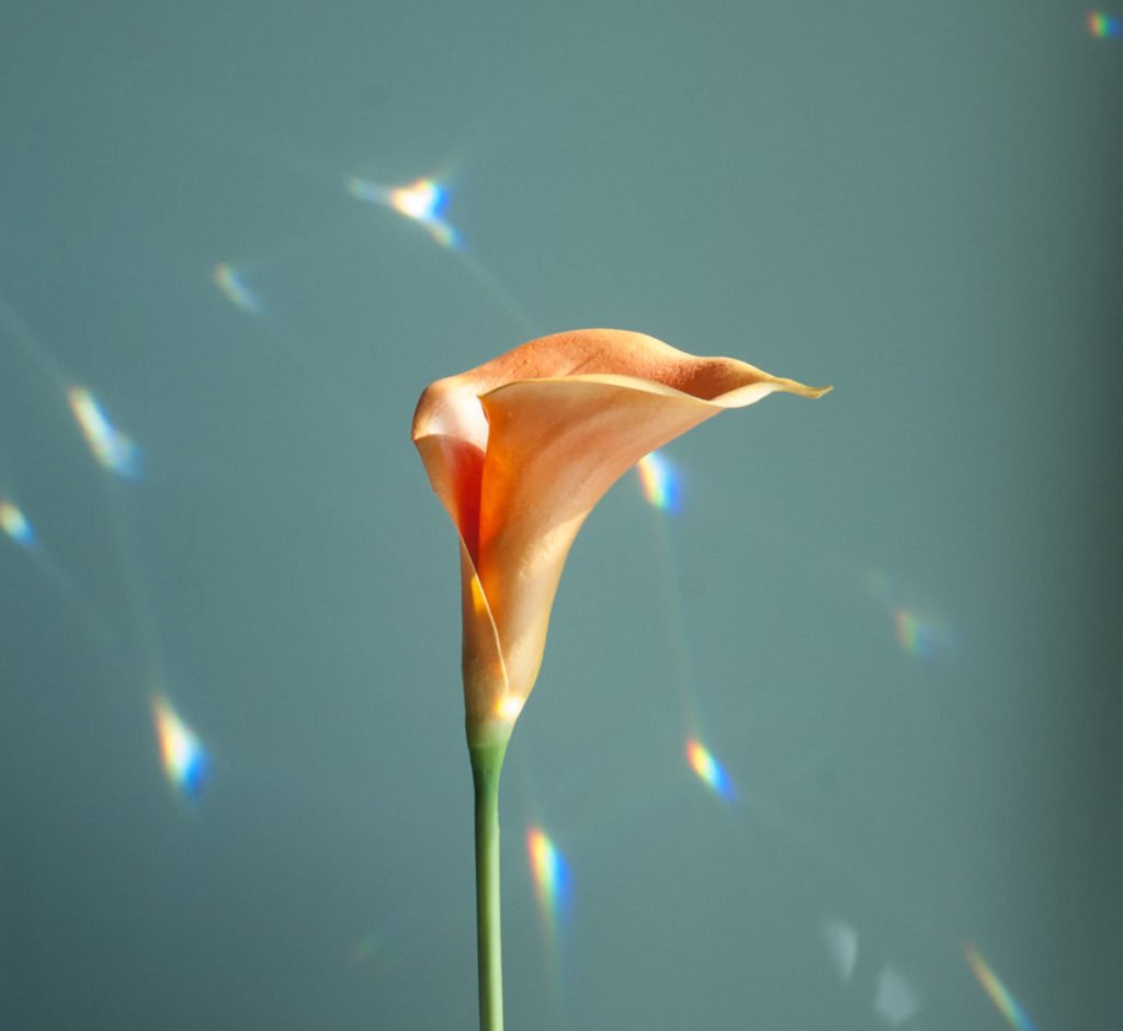 Photo of calla lily with reflections of light