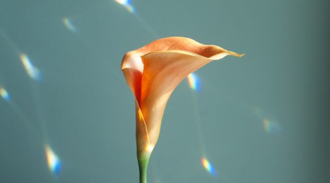 Photo of calla lily with reflections of light