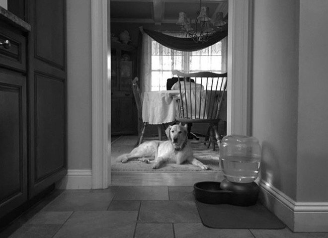 Black and white photo of dog laying on floor