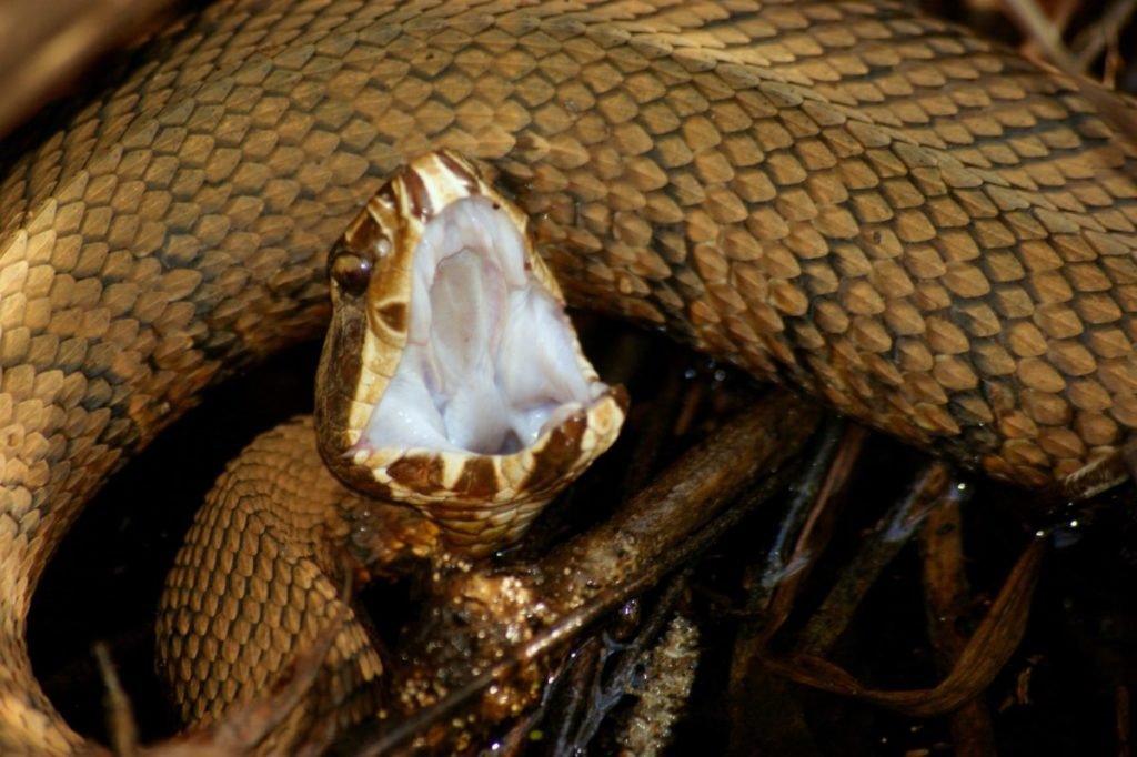 Photo of open-mouthed cottonmouth