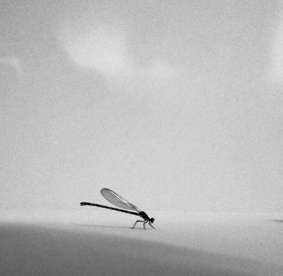 Black and white photo of a bug