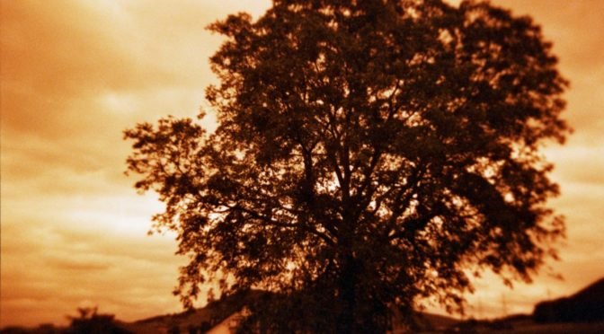 Sepia toned photo of backlit walnut tree