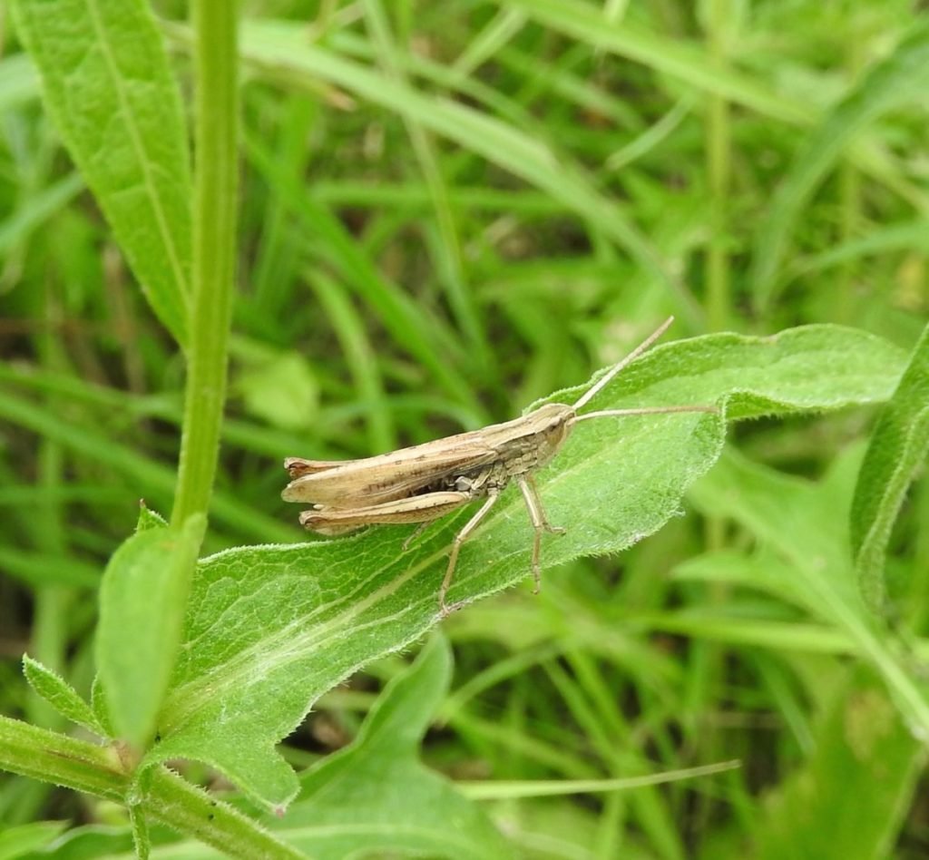 cricket in green grass