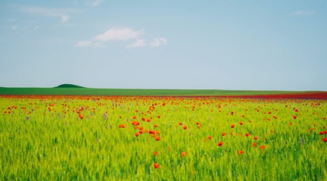 Photo of field with blooms sprinkled throughout