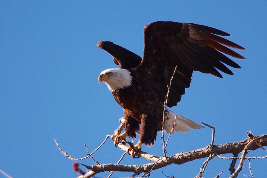 Photo of bald eagle against blue sky