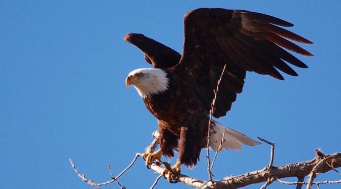 Photo of bald eagle against blue sky