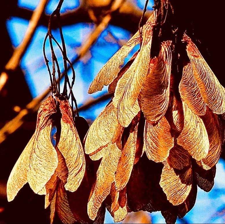 Photo of dried seed pods