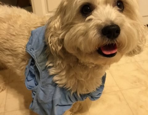 Photo of small white dog with blue fabric around his neck