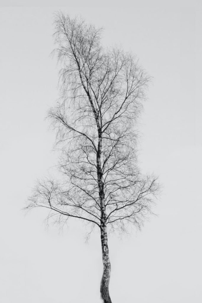 Photo of bare tree against gray sky