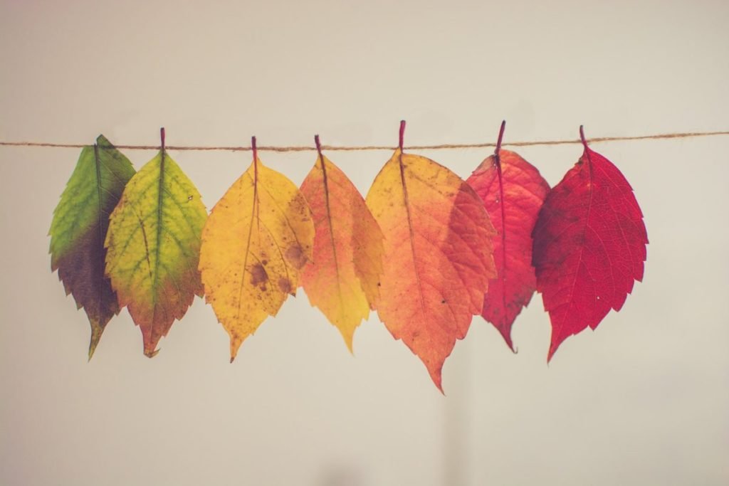 seven autumn leaves hung on a wire