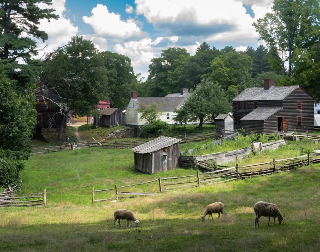 Photo of bulidings, fences, trees and sheep