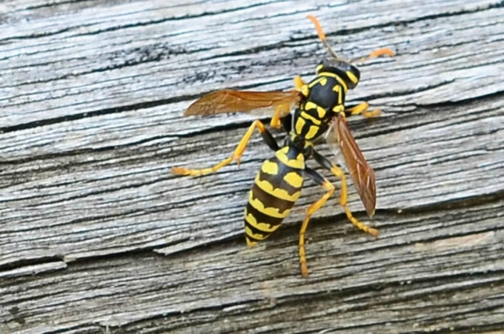 Close up photo of a yellowjacket