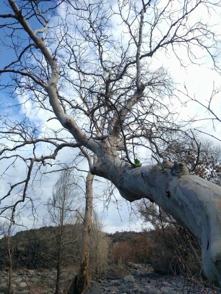 large bent limb of sycamore