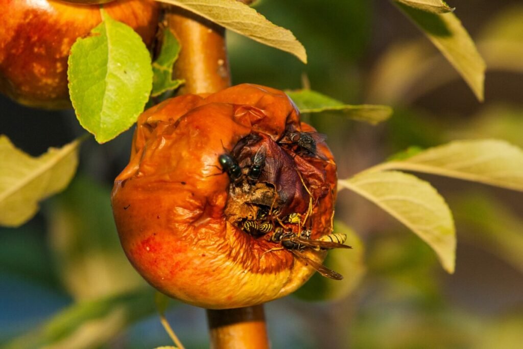 Photo of rotten fruit with multiple insects