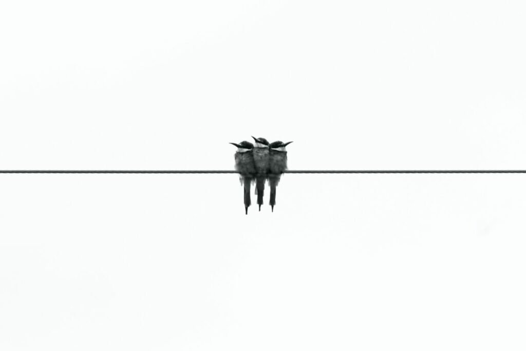 Black and white photo of three birds bunched together on a wire