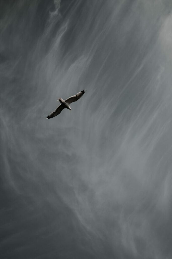 Photo of bird flying against gray sky