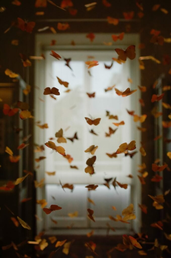 Many butterflies in front of window