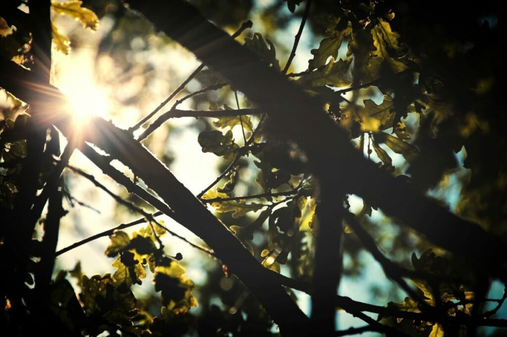 Oak branches in sun and shade