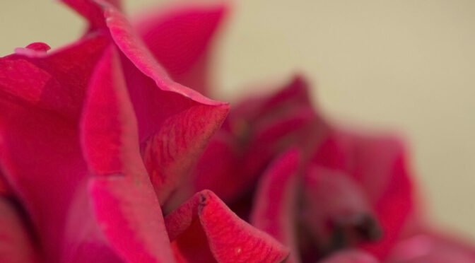 Close up of red rose petals