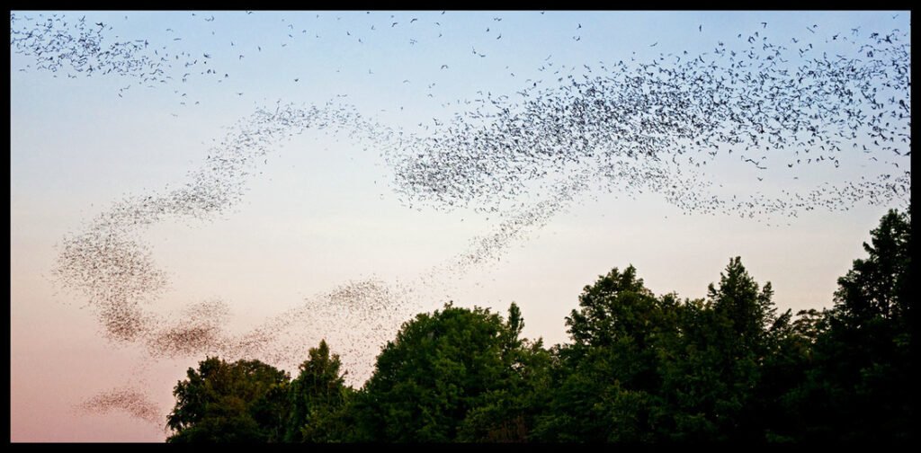 Color photo of flock of bats against sunset sky
