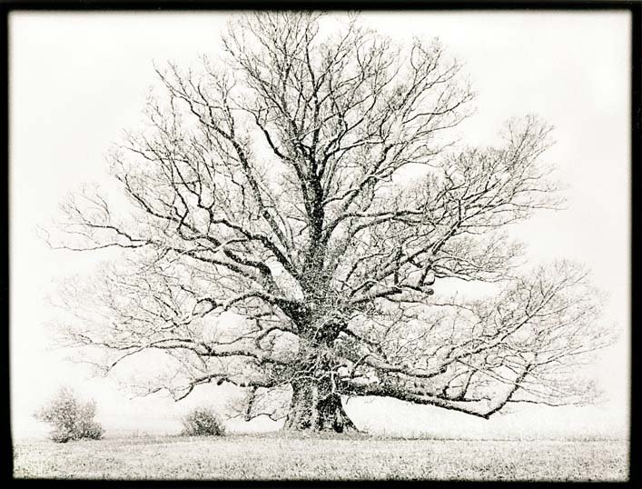 Black and white photo of large tree in snow