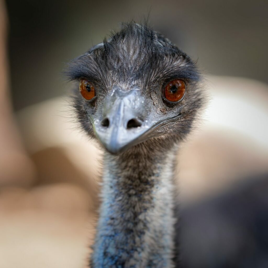 Photo of emu looking at camera