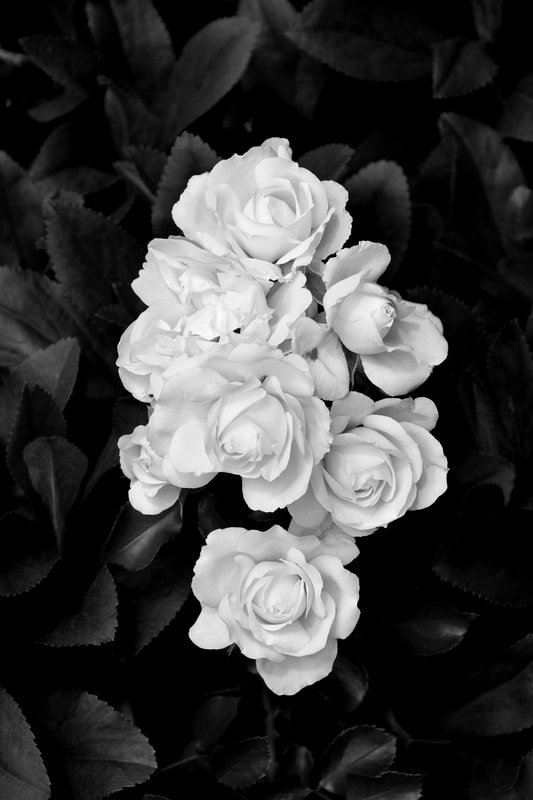 Black and white photo of white roses