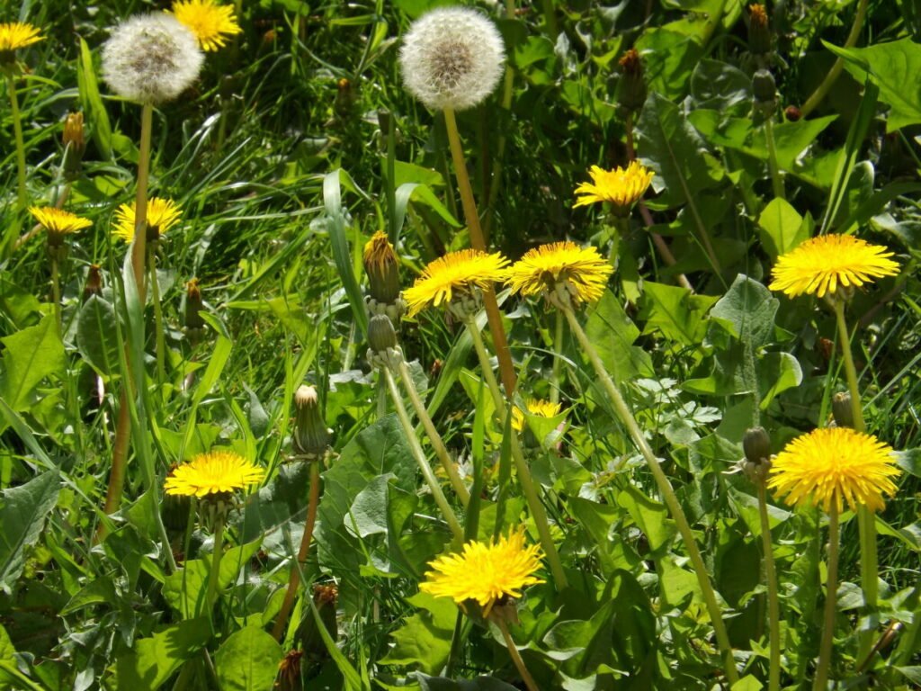 Color photo of yellow and white dandelions