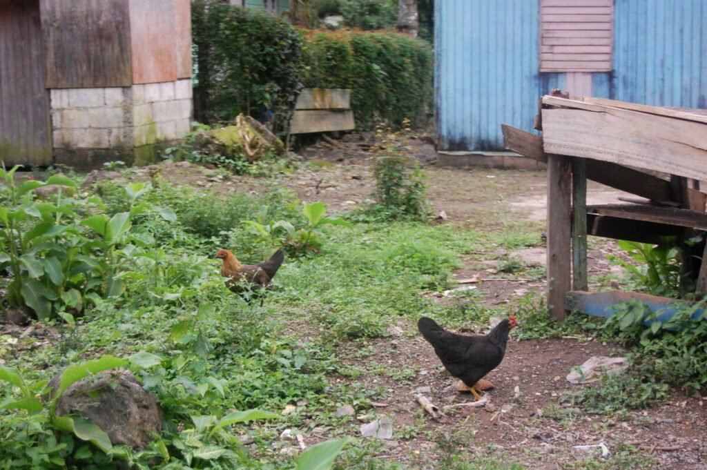 Two chickens, blue building, overgrown chickenyard, rustic look