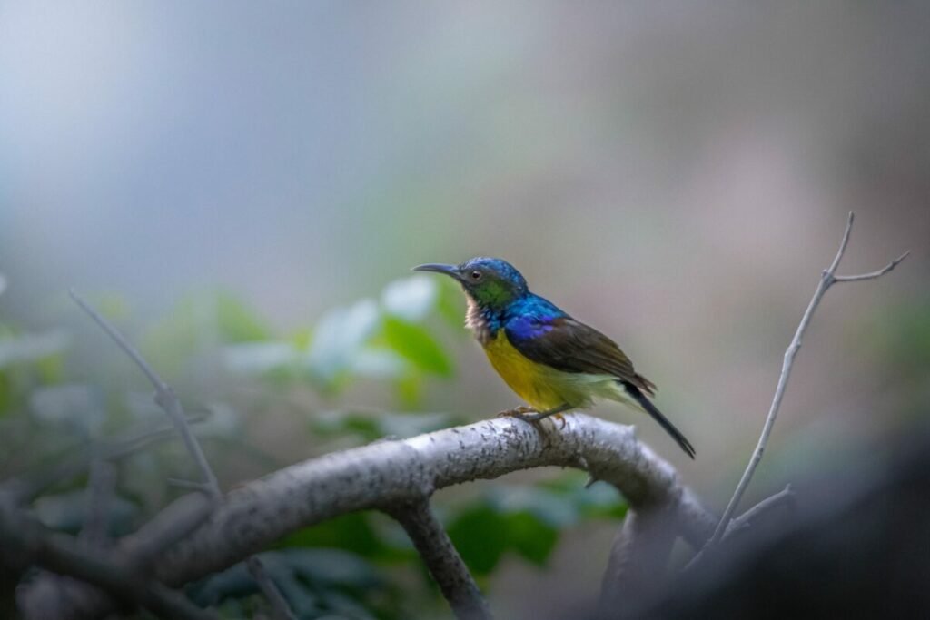Photo of small multi colored bird on limb