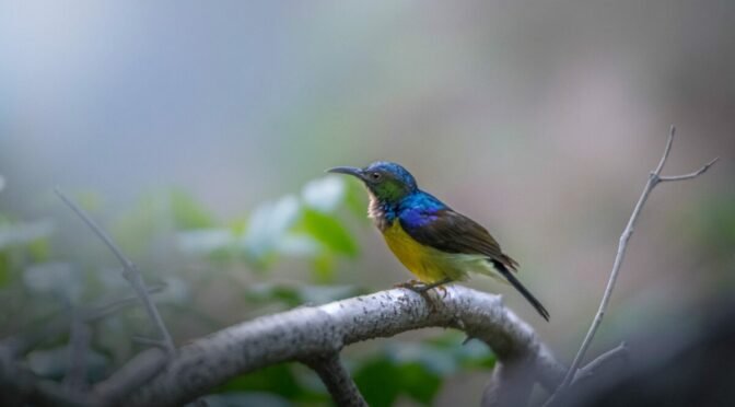 Photo of small multi colored bird on limb