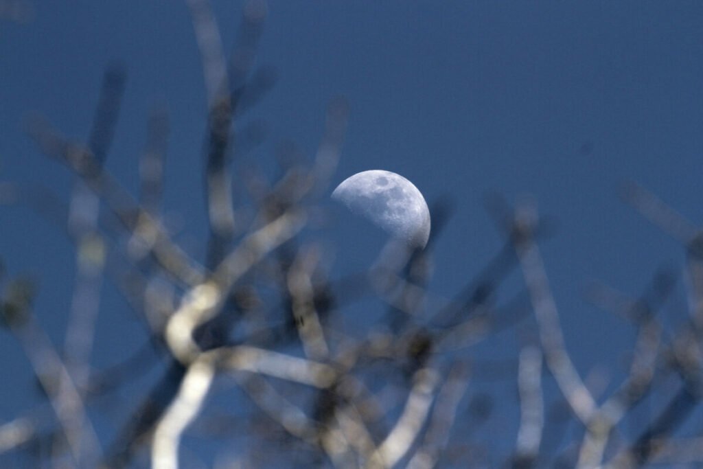 blurred branches with half moon blue light